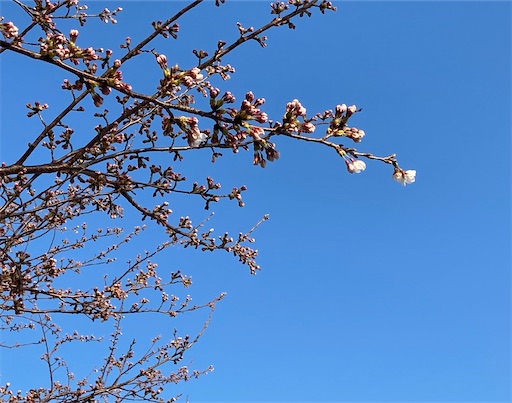 f:id:akiko-u:20220401183929j:image