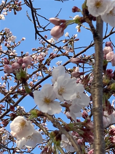 f:id:akiko-u:20220405201045j:image
