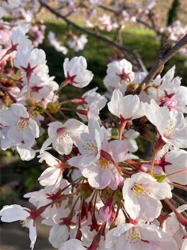 f:id:akiko-u:20220409150843j:image