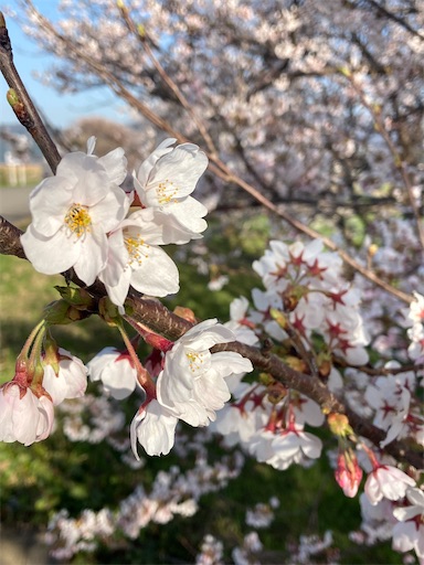 f:id:akiko-u:20220419172642j:image