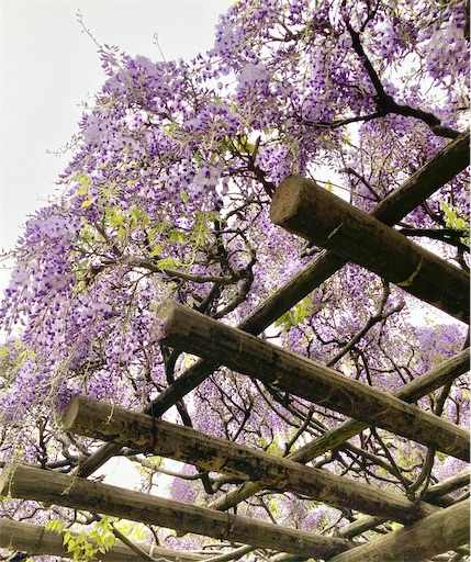 f:id:akiko-u:20220423194835j:image