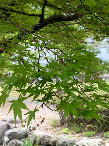 f:id:akiko-u:20220423194839j:image