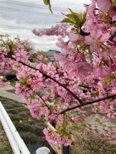 f:id:akiko-u:20230317190512j:image