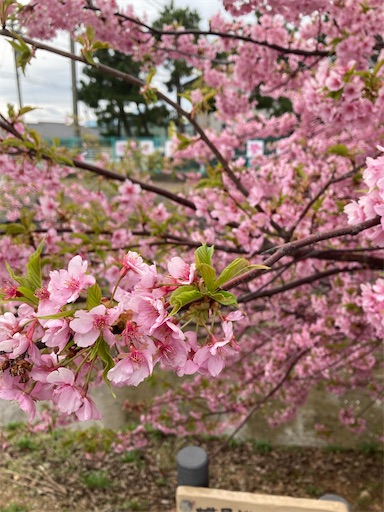 f:id:akiko-u:20230317190541j:image
