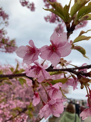 f:id:akiko-u:20230317190620j:image