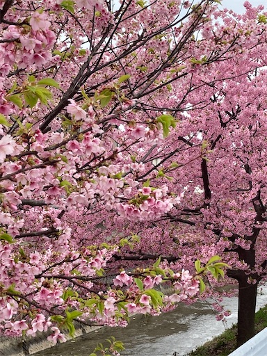 f:id:akiko-u:20230317190635j:image