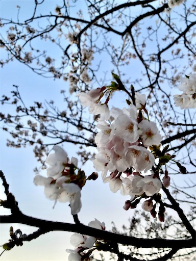 f:id:akiko-u:20230328185632j:image