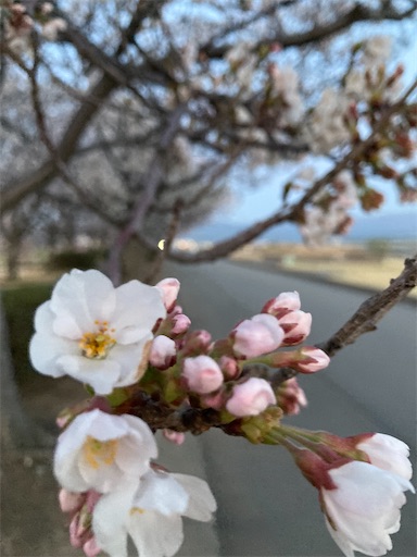 f:id:akiko-u:20230328185644j:image