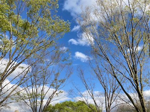f:id:akiko-u:20230408175326j:image