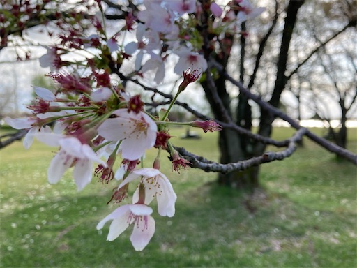 f:id:akiko-u:20230408175642j:image