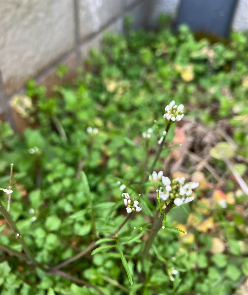 f:id:akiko-u:20240217171226j:image