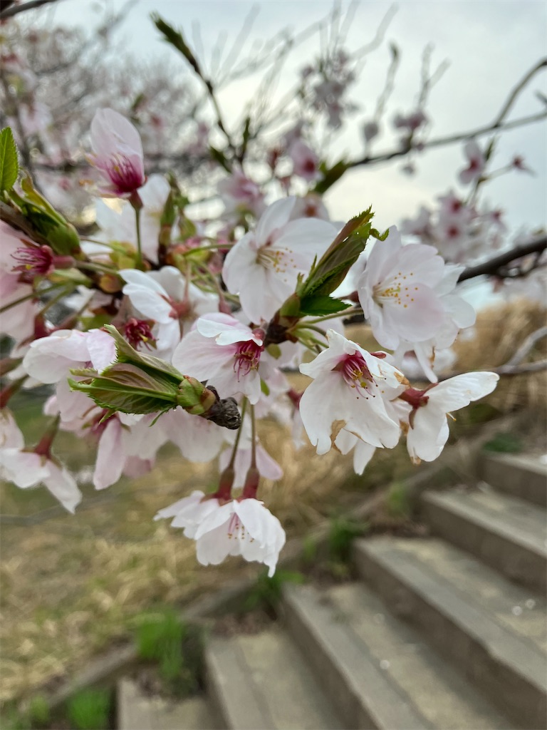 f:id:akiko-u:20240411185730j:image