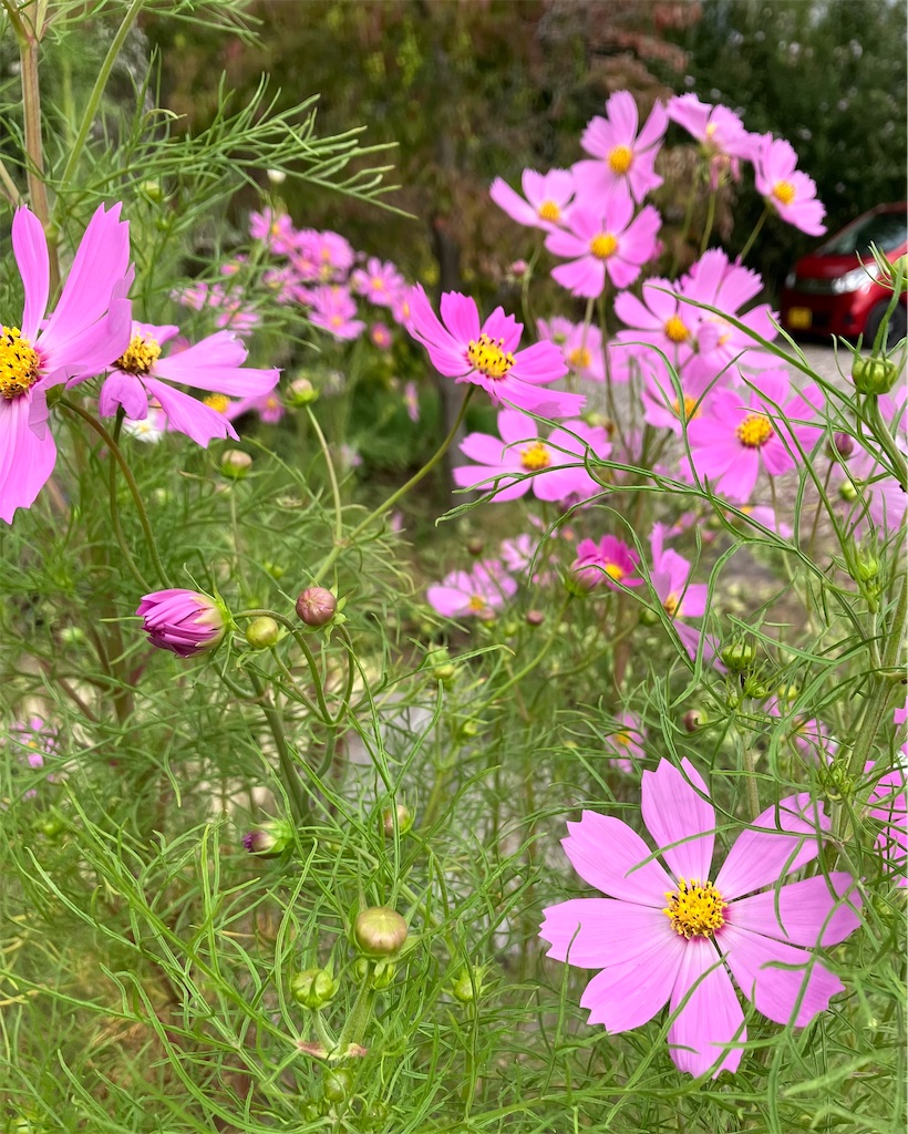 f:id:akiko-u:20241001151141j:image f:id:akiko-u:20241001151141j:image