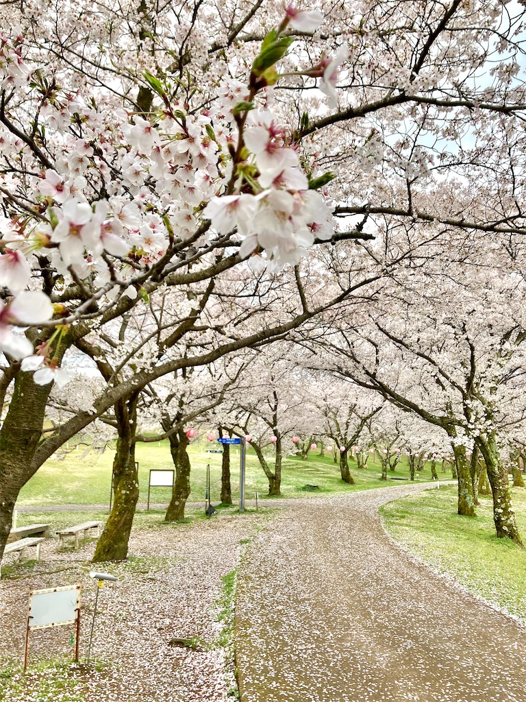 f:id:akiko-u:20250411184939j:image