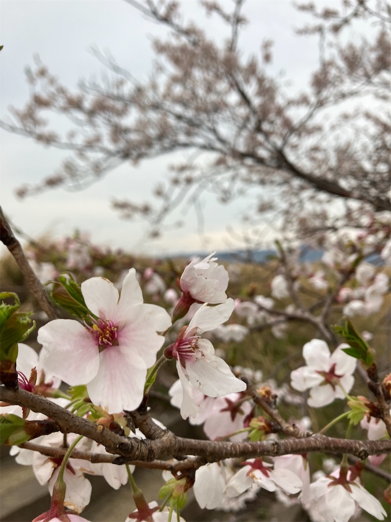 f:id:akiko-u:20260210183605j:image f:id:akiko-u:20260210183605j:image