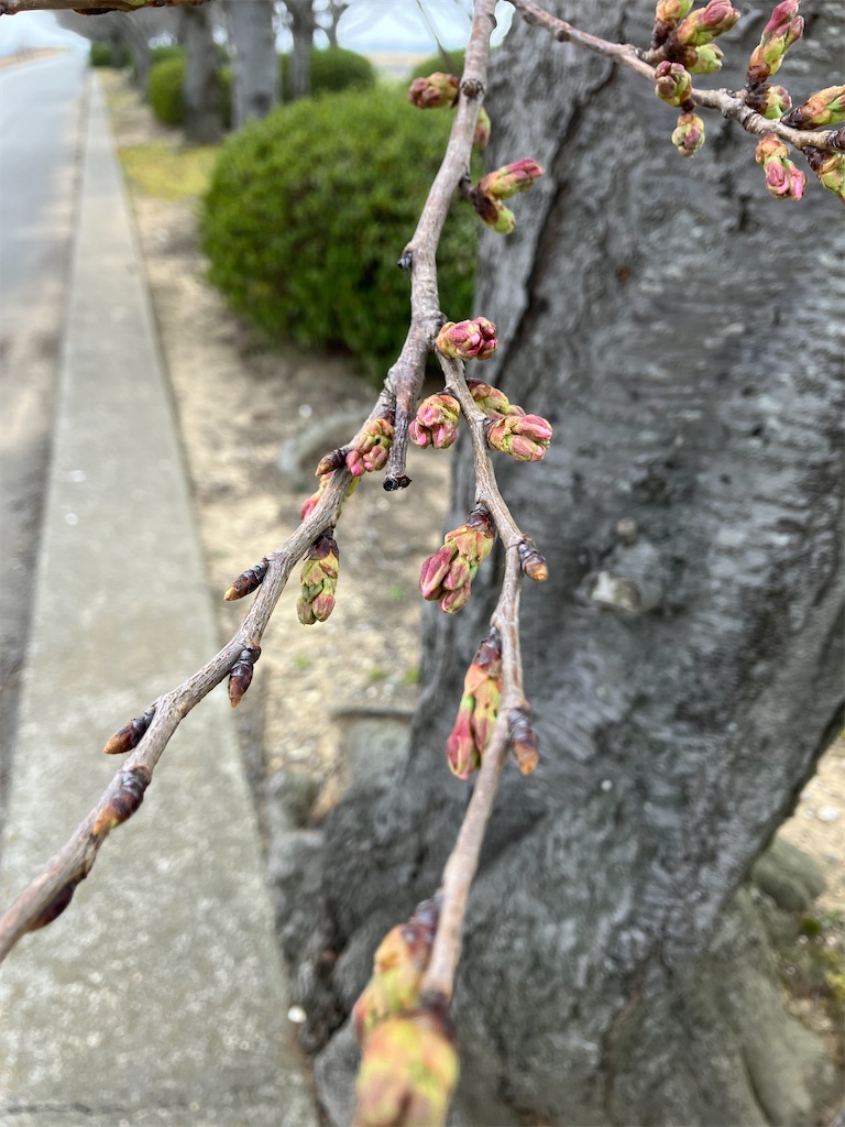 f:id:akiko-u:20260328160040j:image