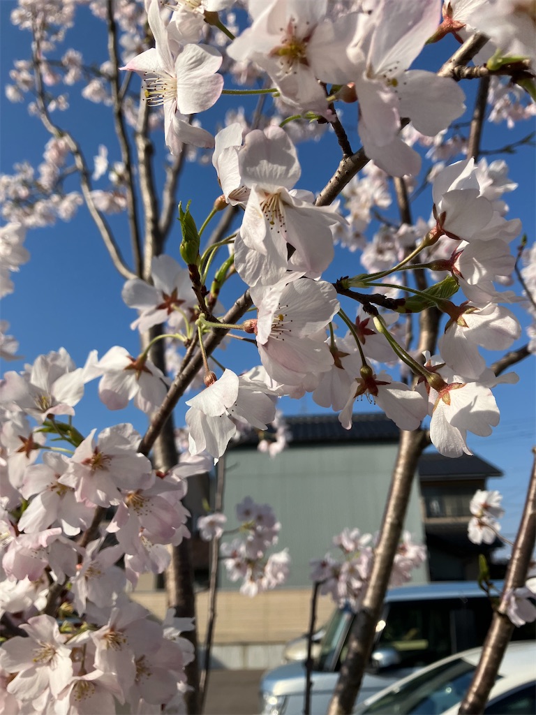 f:id:akiko-u:20260403192702j:image