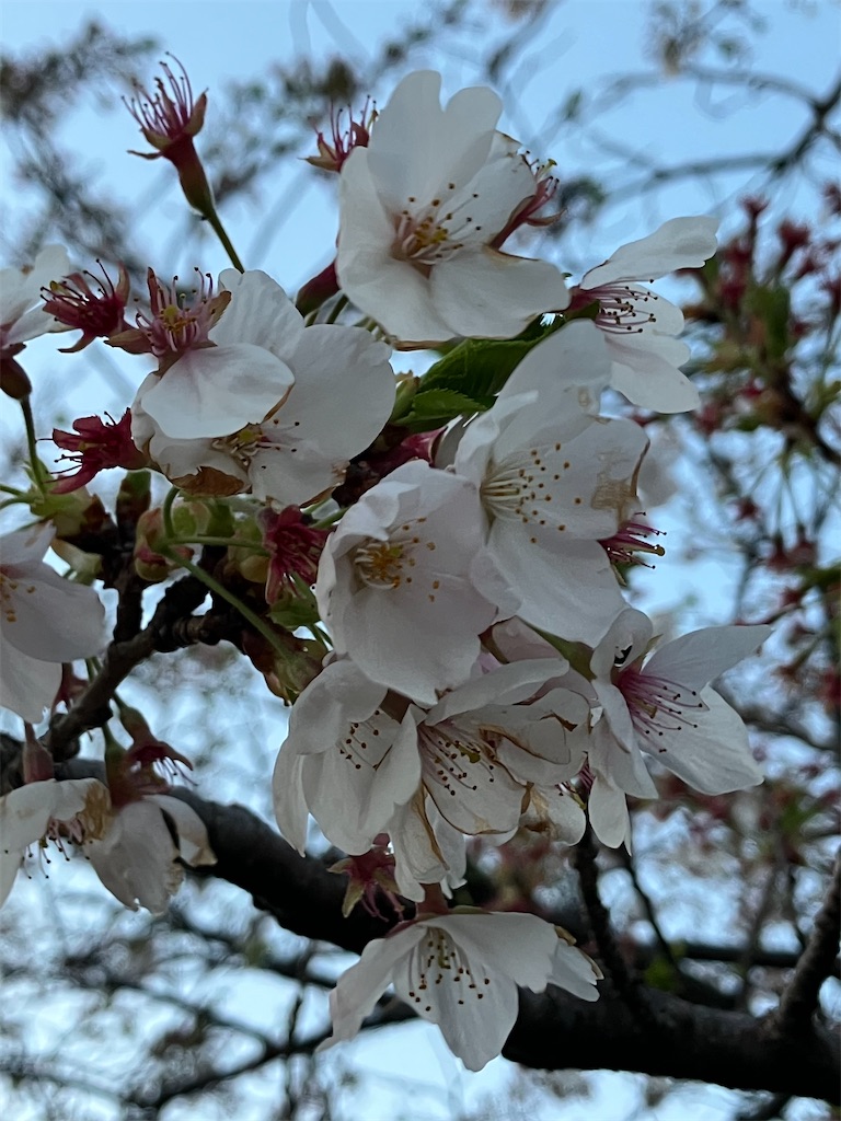 f:id:akiko-u:20260411194113j:image