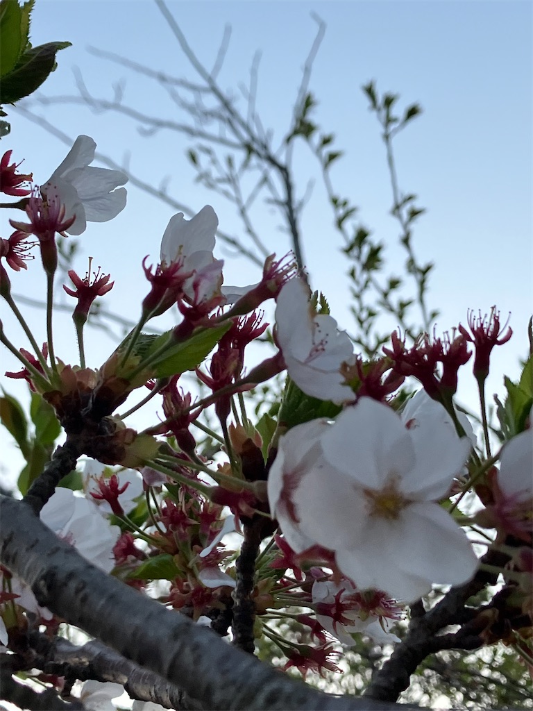 f:id:akiko-u:20260411194118j:image