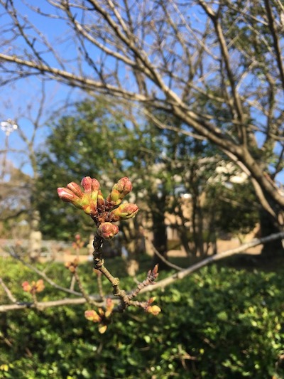 f:id:akikoyoga:20190318235046j:plain