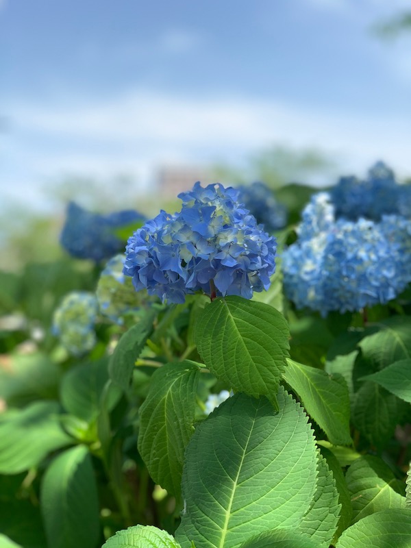 f:id:akikoyoga:20190529161048j:plain