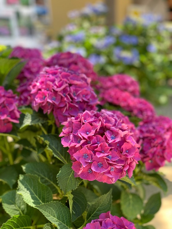 f:id:akikoyoga:20190625010122j:plain