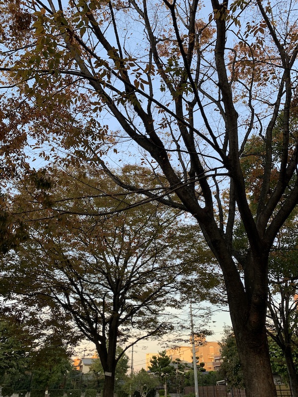 f:id:akikoyoga:20191110155420j:plain