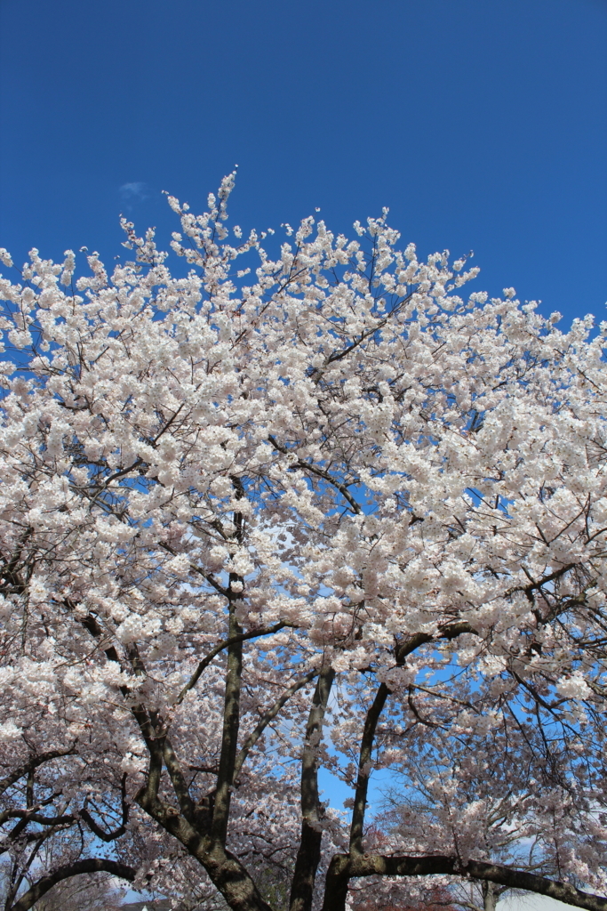 f:id:akimeimilk:20180414054040j:plain