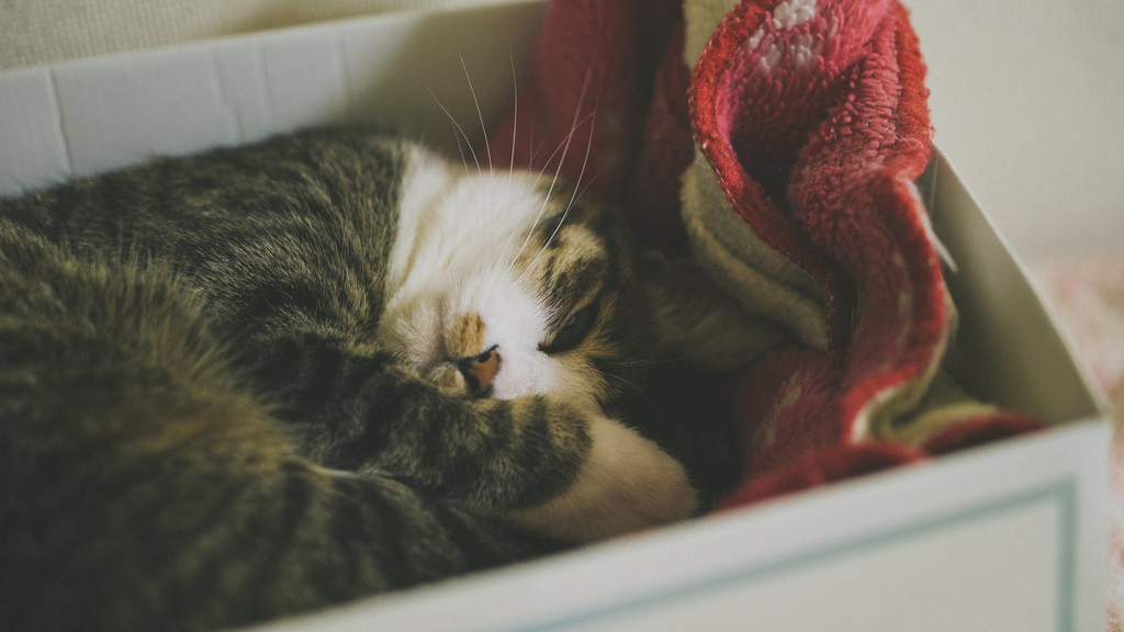 f:id:akimiotann:20190124000046j:plain f:id:akimiotann:20190124000046j:plain