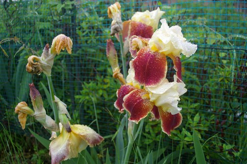 f:id:akinosato:20110512140156j:image