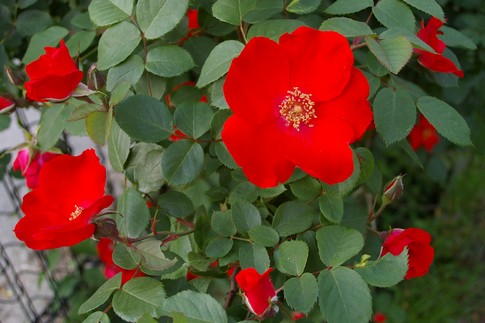 f:id:akinosato:20110517170625j:image f:id:akinosato:20110517170625j:image