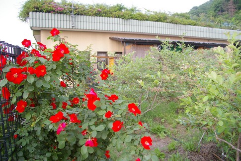 f:id:akinosato:20110517170709j:image f:id:akinosato:20110517170709j:image