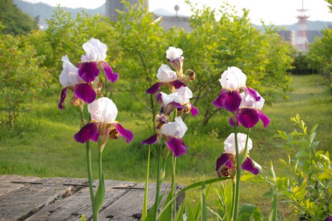 f:id:akinosato:20110517171813j:image f:id:akinosato:20110517171813j:image