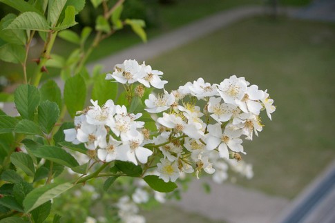 f:id:akinosato:20110517172047j:image f:id:akinosato:20110517172047j:image