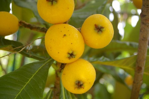 f:id:akinosato:20110609112412j:image f:id:akinosato:20110609112412j:image