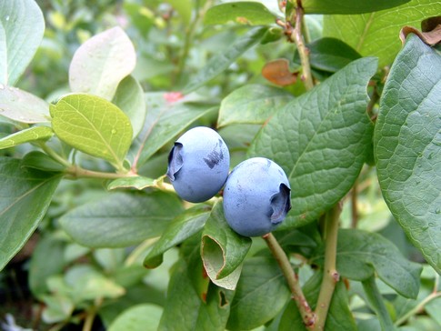 f:id:akinosato:20110611005237j:image