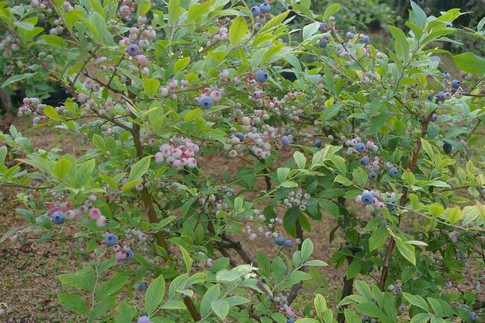 f:id:akinosato:20110704145226j:image f:id:akinosato:20110704145226j:image