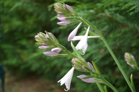f:id:akinosato:20110713140801j:image f:id:akinosato:20110713140801j:image