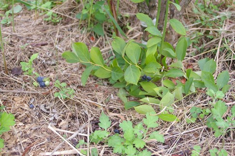 f:id:akinosato:20110719132005j:image