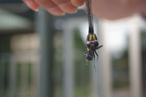 f:id:akinosato:20110726110524j:image