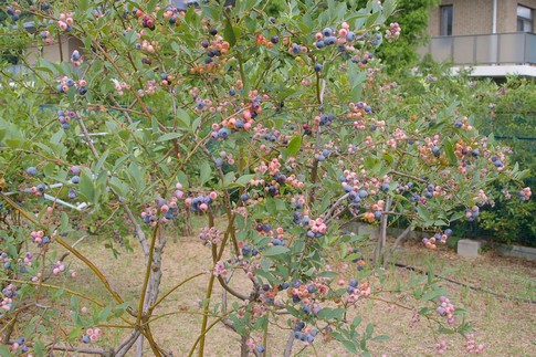 f:id:akinosato:20110727150751j:image f:id:akinosato:20110727150751j:image