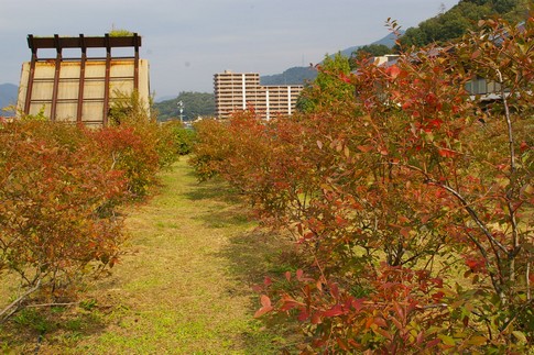 f:id:akinosato:20111028131435j:image