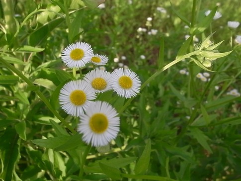 f:id:akinosato:20120530175318j:image
