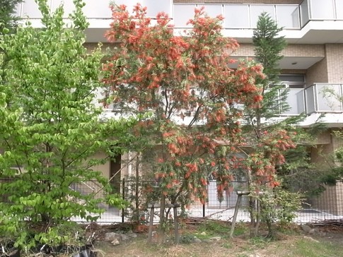 f:id:akinosato:20120601154027j:image f:id:akinosato:20120601154027j:image
