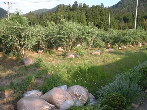 f:id:akinosato:20120603175400j:image f:id:akinosato:20120603175400j:image