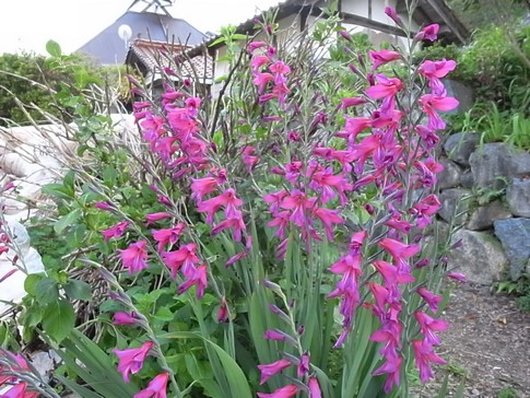 f:id:akinosato:20120603175549j:image f:id:akinosato:20120603175549j:image
