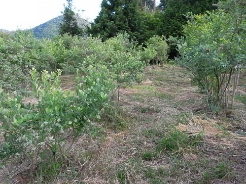 f:id:akinosato:20120603175908j:image f:id:akinosato:20120603175908j:image