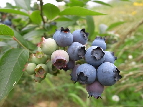 f:id:akinosato:20120610121244j:image