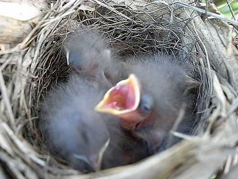 f:id:akinosato:20120610184038j:image