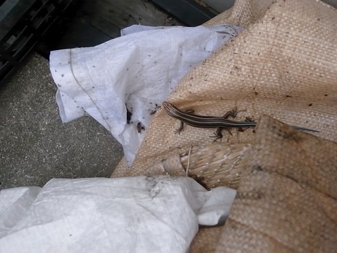 f:id:akinosato:20120613084453j:image f:id:akinosato:20120613084453j:image